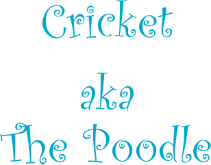 Cricket
aka
The Poodle